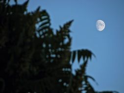 white moon in the blue sky