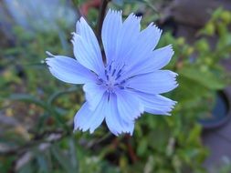 blue lettuce flower