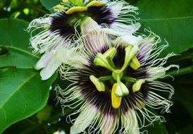 two passion flowers close up