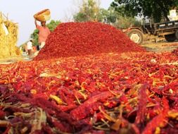 dry red chili pepper, india, hubli