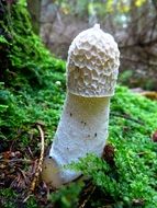Morel mushroom in the forest