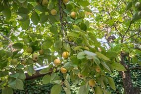 fruit tree yellow fresh ripe fruit