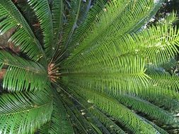 fern plant branches