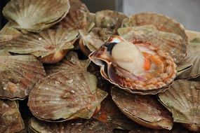 seafood in shells for mediterranean cuisine