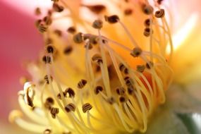 pollen of the plants close up