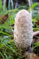 white comatus mushroom