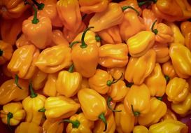 fresh Hainan yellow lantern chili, background