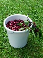 white bucket with cherry