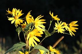 Yellow blooming flower