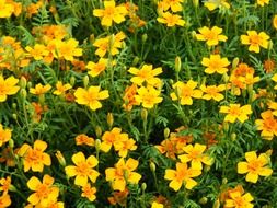 yellow marigold flowers, background