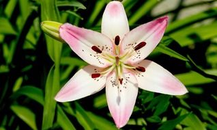 blooming pink flower