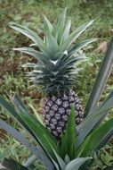 dainty pineapple zanzibar fruit