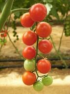 tomatoes red and green on a branch