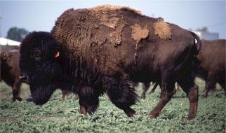 buffaloes are grazing