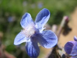 velvet blue flower