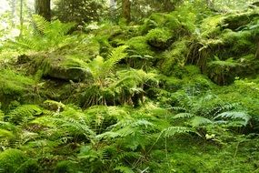 thickets of ferns in the forest