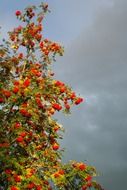 mountain ash tree