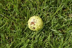 fallen down chestnut on a grass