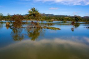 coconut palms among the lake