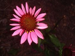 beautiful echinacea flower with bright pink petals