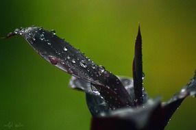 rain drop on green plant macro