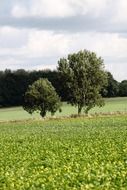 lane trees oilseed