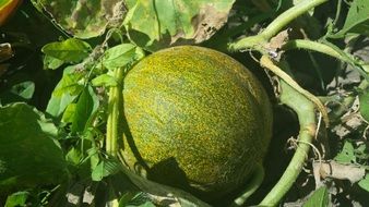 green melon on the garden