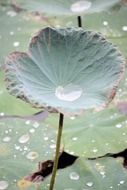 dew drops on a green lotus leaf