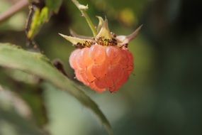 raspberry fruit on a plant