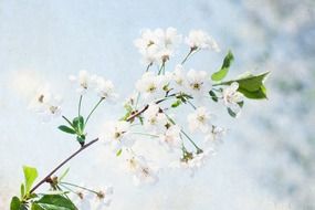 Macro photo of wildflower