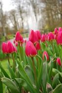 pink tulips with green leaves in the park on the garden