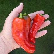 three red peppers in hand