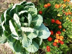 Green cabbage and red flowers in the garden