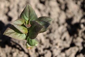 lilac sprout in the garden
