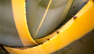 cactus with yellow green leaves
