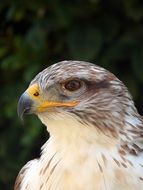 falcon's head with orange beak
