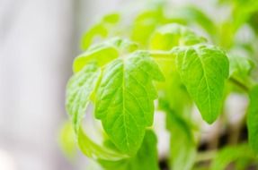 green leaves of a tomato bush