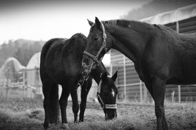 two horses on pasture, black and white