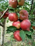 tasty ripe fresh red apples