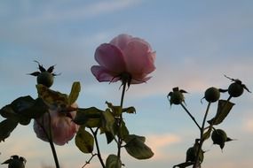 pink rose bush