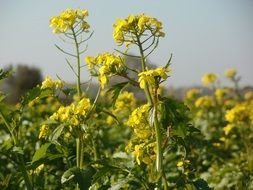 blooming canola plants on field