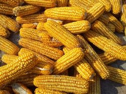 lot of corn cobs