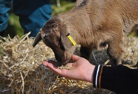 Goat lamb in the petting zoo