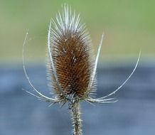 teasel on a blurred background