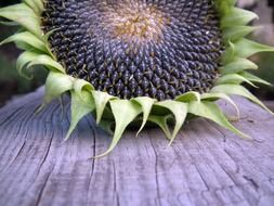 round sunflower with seeds on the wood