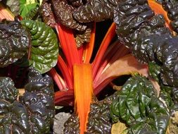 colorful leaves of chard