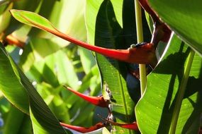 heliconia latispatha plant in the tropical vegetation