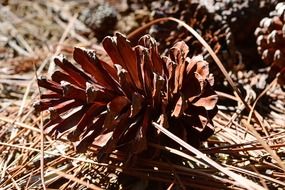 yummy pine cone