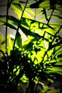 tree leaves sun