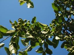green wild apples